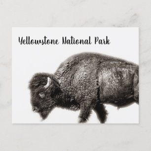 Nationalpark Bison Yellowstone Postkarte