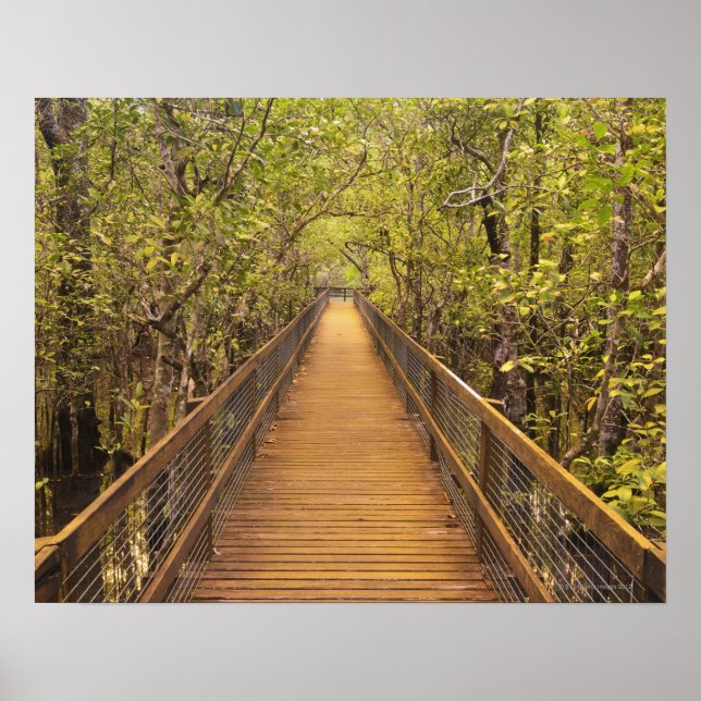 Nationalpark Daintree Unesco Weltkulturerbe der Un Poster (Vorne)