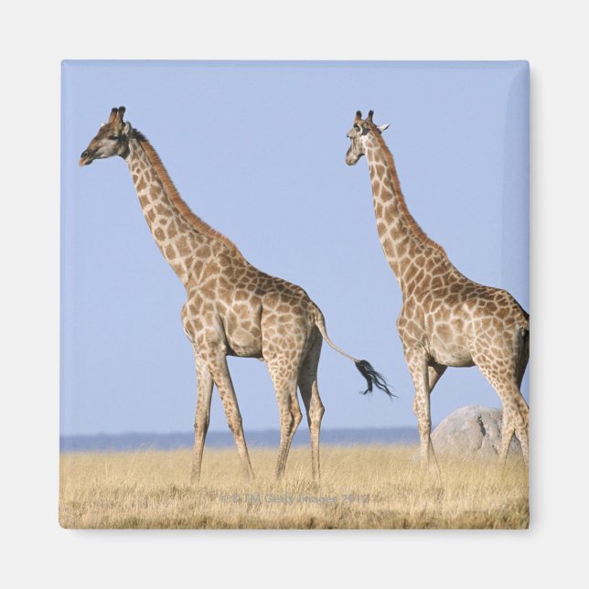 Nationalpark Etosha, Namibia 3 Magnet (Vorne)
