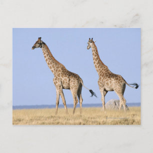 Nationalpark Etosha, Namibia 3 Postkarte