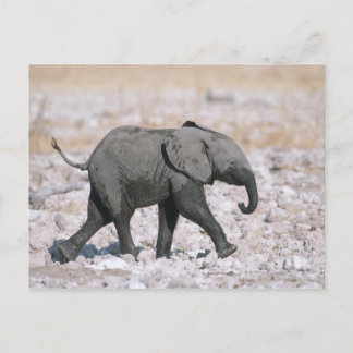 Nationalpark Etosha, Namibia Postkarte
