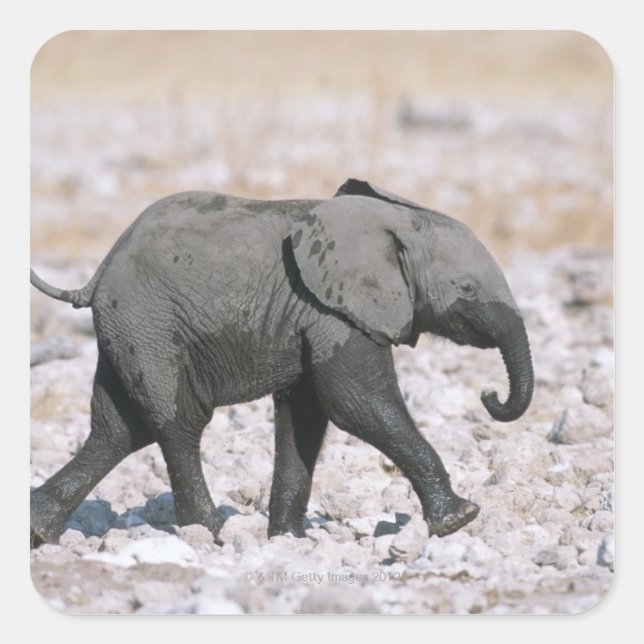 Nationalpark Etosha, Namibia Quadratischer Aufkleber (Vorderseite)