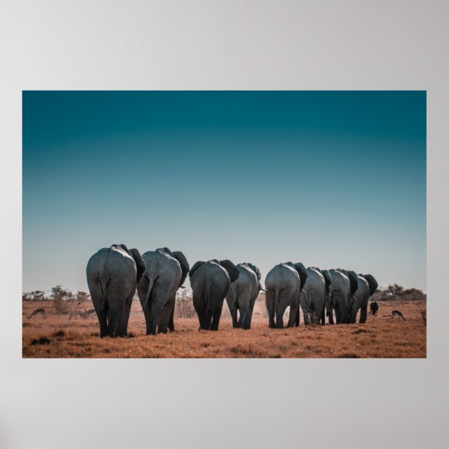 NATIONALPARK ETOSHA POSTER (Vorne)