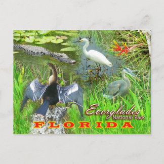 Nationalpark Everglades, Florida Postkarte