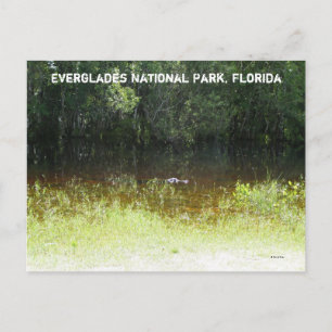 Nationalpark Everglades, Florida Postkarte