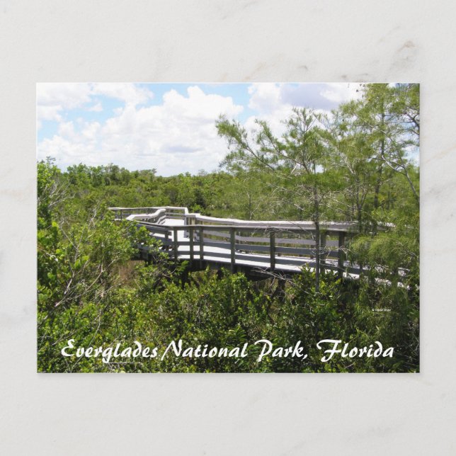 Nationalpark Everglades, Florida Postkarte (Vorderseite)