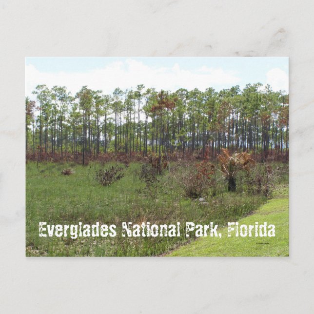 Nationalpark Everglades, Florida Postkarte (Vorderseite)