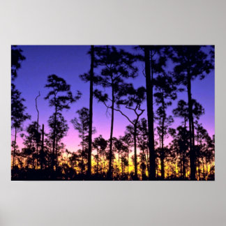 Nationalpark Everglades, Gebiet um Pinelands, Flor Poster