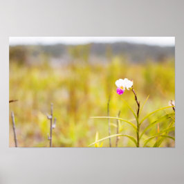 Nationalpark Hawaii Tropical Orchid Poster