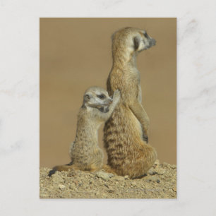 Nationalpark Kgalagadi, Botsuana, Afrika Postkarte