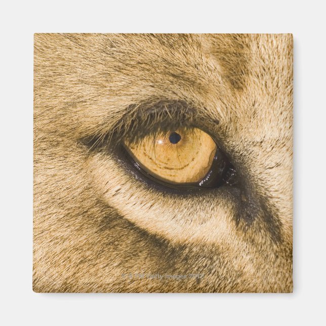 Nationalpark Kruger, Provinz Limpopo Magnet (Vorne)