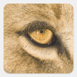 Nationalpark Kruger, Provinz Limpopo, Süden Quadratischer Aufkleber