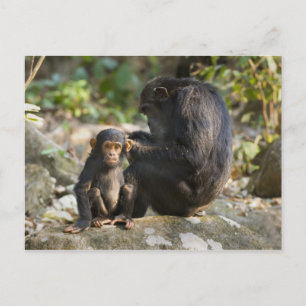 Nationalpark Mahale Mountains, Tansania Postkarte