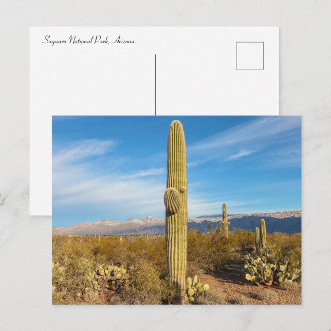 Nationalpark Saguaro Landschaft Postkarte (Vorne/Hinten)