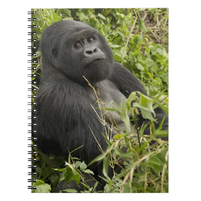 Nationalpark Vulkane, Gorilla Notizblock (Vorderseite)
