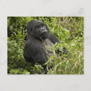 Nationalpark Vulkane, Gorilla Postkarte