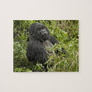 Nationalpark Vulkane, Gorilla Puzzle
