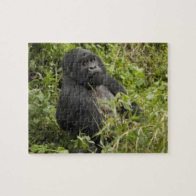 Nationalpark Vulkane, Gorilla Puzzle (Horizontal)