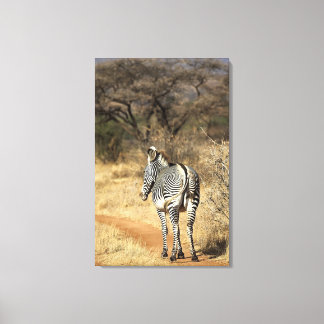 Nationalreservat Samburu, Kenia Leinwanddruck