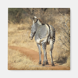 Nationalreservat Samburu, Kenia Magnet