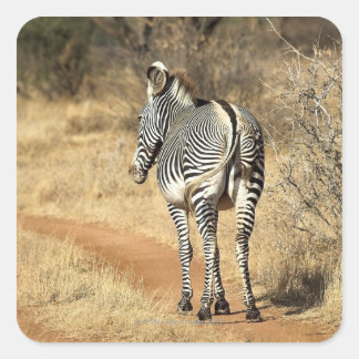 Nationalreservat Samburu, Kenia Quadratischer Aufkleber