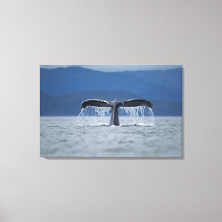 Nationalwald von Tongass, Humpback Leinwanddruck