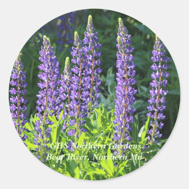 Native Minnesota Lila Lupine Runder Aufkleber (Vorderseite)