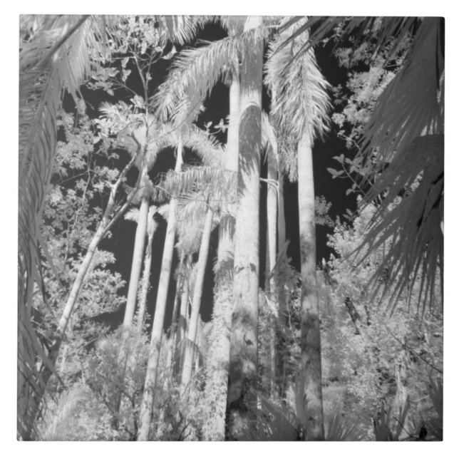 Native Royal Palms in Fakahatchee Strand Fliese (Vorderseite)