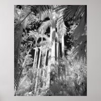 Native Royal Palms in Fakahatchee Strand,