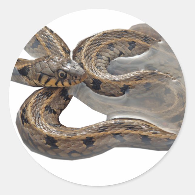 Natrix Grass Snake Runder Aufkleber (Vorderseite)