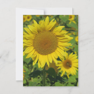 Natur, Blume, Sommer, Sonnenblumen, Blumen