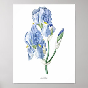 Natur, botanischer Ausdruck, Blume-Art-Poster von Poster
