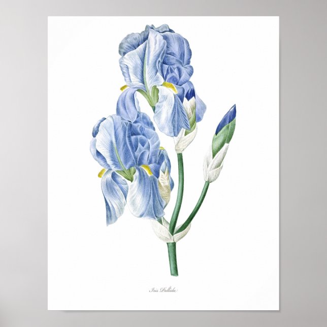 Natur, botanischer Ausdruck, Blume-Art-Poster von  Poster (Vorne)