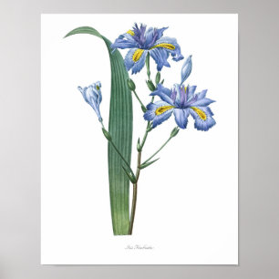 Natur, botanischer Ausdruck, Blume-Art-Poster von  Poster