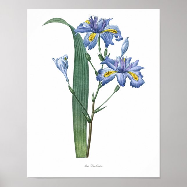 Natur, botanischer Ausdruck, Blume-Art-Poster von  Poster (Vorne)