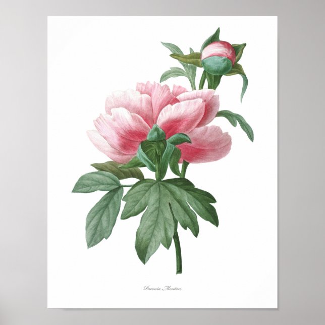 Natur, botanischer Ausdruck, Blume-Kunstposter von Poster (Vorne)