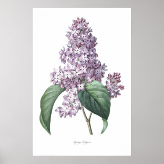 Natur, botanischer Ausdruck, Blume von Lilac Poster