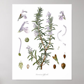 Natur, botanischer Ausdruck, Blume von Rosemary Poster