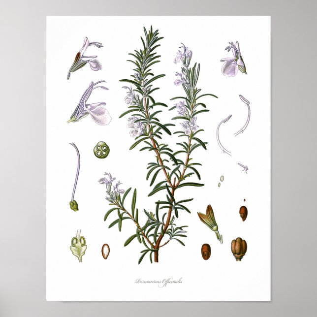 Natur, botanischer Ausdruck, Blume von Rosemary Poster (Vorne)