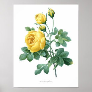 Natur, botanischer Ausdruck, Kunstposter der Blume Poster