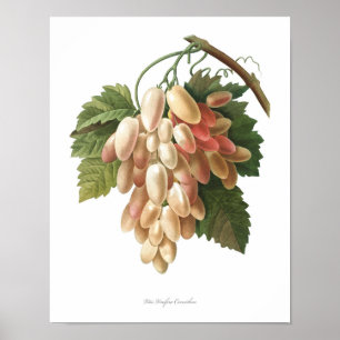 Natur, botanischer Ausdruck, Kunstposter von Vitis Poster