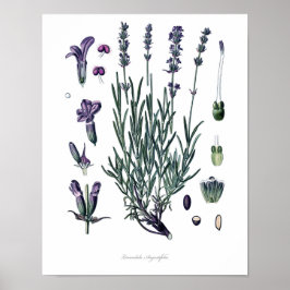 Natur, botanischer Druck, Blume Kunst des Wahren L Poster