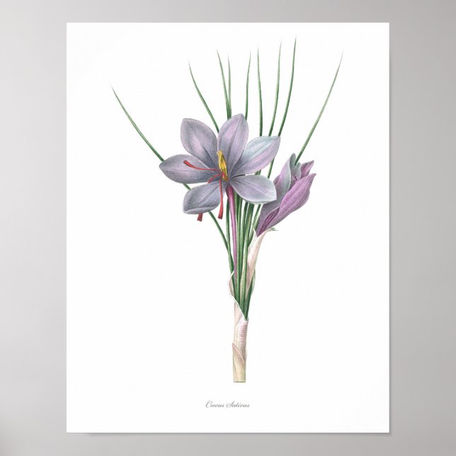 Natur, botanischer Druck, Blume von Saffron Poster (Vorne)