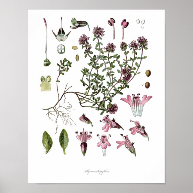 Natur, botanischer Druck, Blume von Wilden Thymian Poster (Vorne)