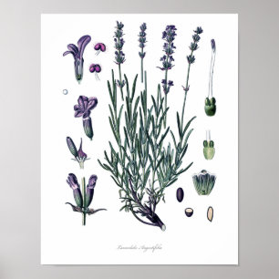 Natur, botanischer Druck, Blumenkunst des wahren Poster
