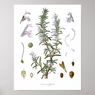 Natur, botanischer Druck, Blumenkunst von Rosemary Poster