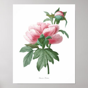 Natur, botanischer Druck, Blumenkunstposter der Pä Poster