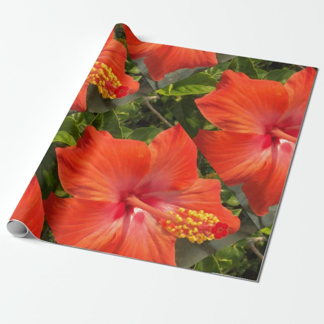 Natur, Hibiskus, Blume, Sommer, Blumen, tropische Geschenkpapier (Ungerollt)