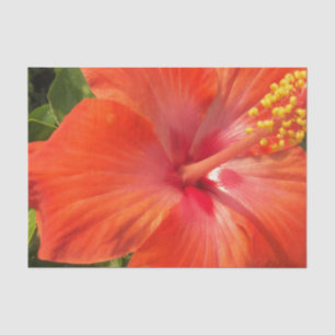 Natur, Hibiskus, Blume, Sommer, Blumen, tropische Seidenpapier