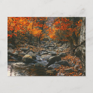 Natur-Inspirationen Rumänien, Herbstwald Postkarte